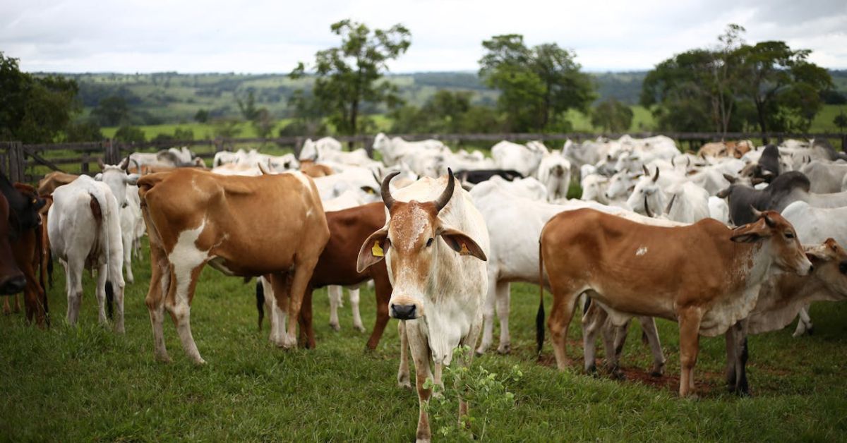 Largest Beef Exporting Countries in the World