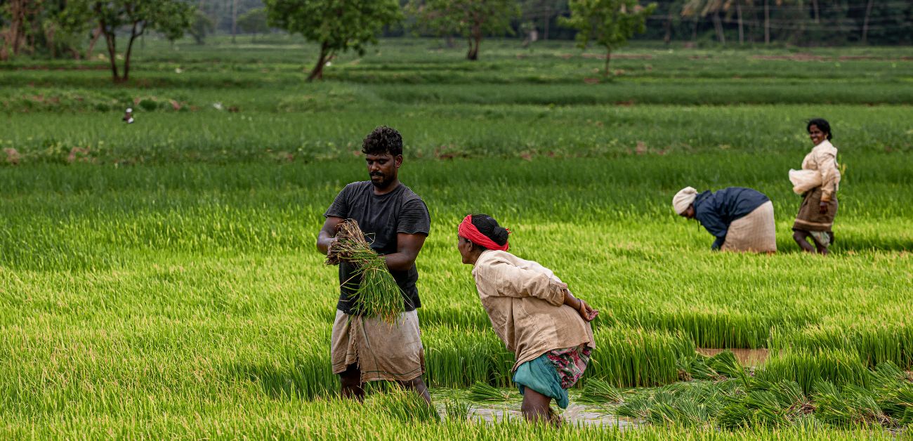 ভারতের বৃহত্তম ধান উৎপাদনকারী রাজ্য 2026: সম্পূর্ণ নতুন তালিকা, তথ্য ও বিশ্লেষণ